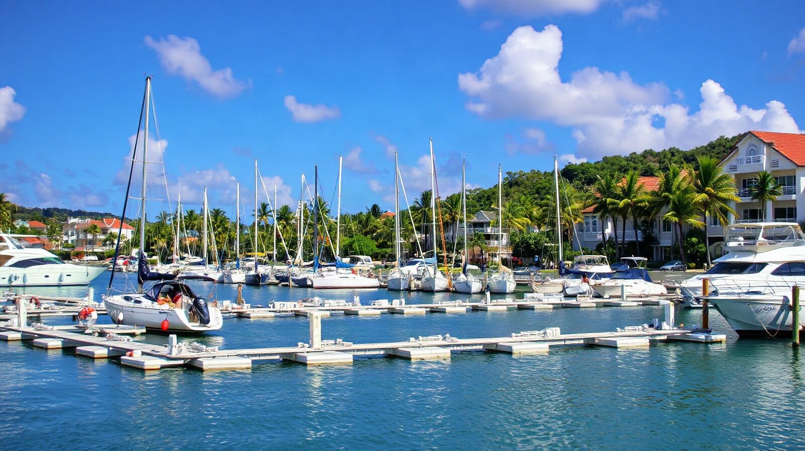 Des pontons de marina avec voiliers et palmiers